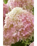 Гортензія волотиста ‘Лівінг Літл Лав’|Hydrangea paniculata ‘Living Little Love’|Гортензия метельчатая ‘Ливинг Литл Лав’